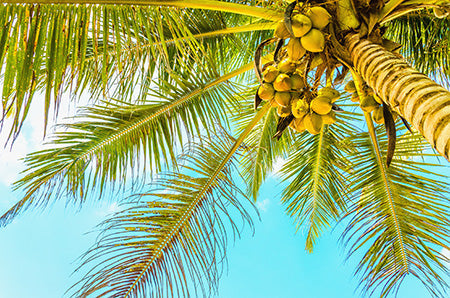 Bahama Coconut Fragrance Oil 14982