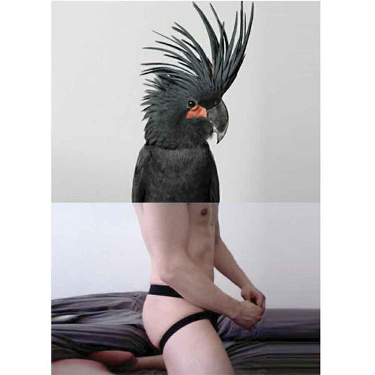 Naro Pinosa Parrot in Jockstrap Postcard