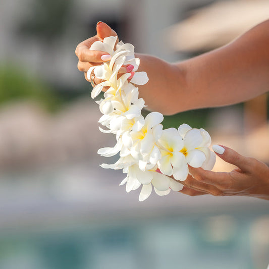 Plumeria Fragrance Oil 459