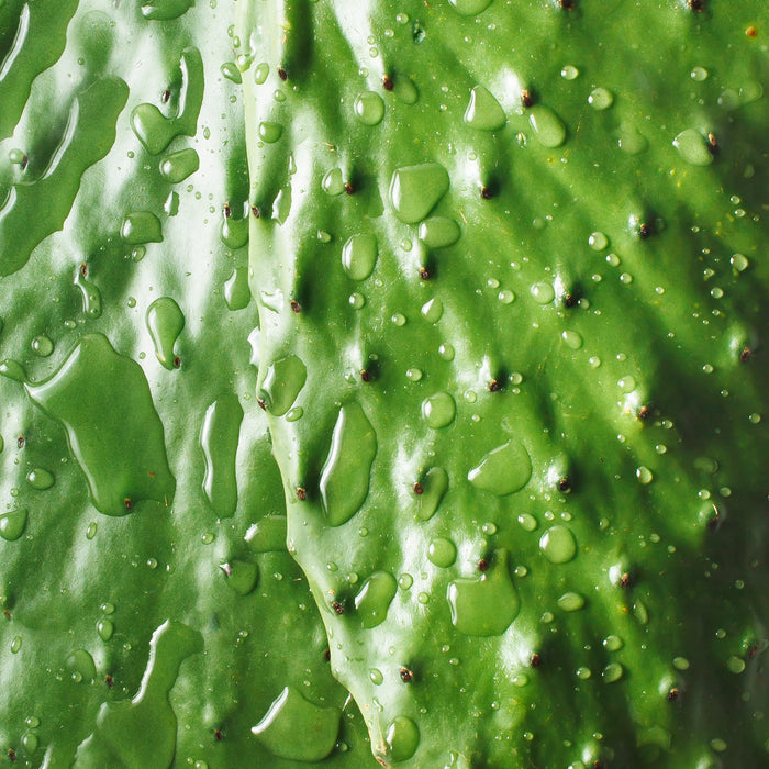 Close-up of fresh cactus pad with glistening water droplets, showcasing natural hydration for skincare products.